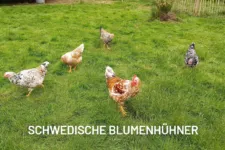 Foto von Münkeboer Eier Nest Foto von Münkeboer Eier Nest