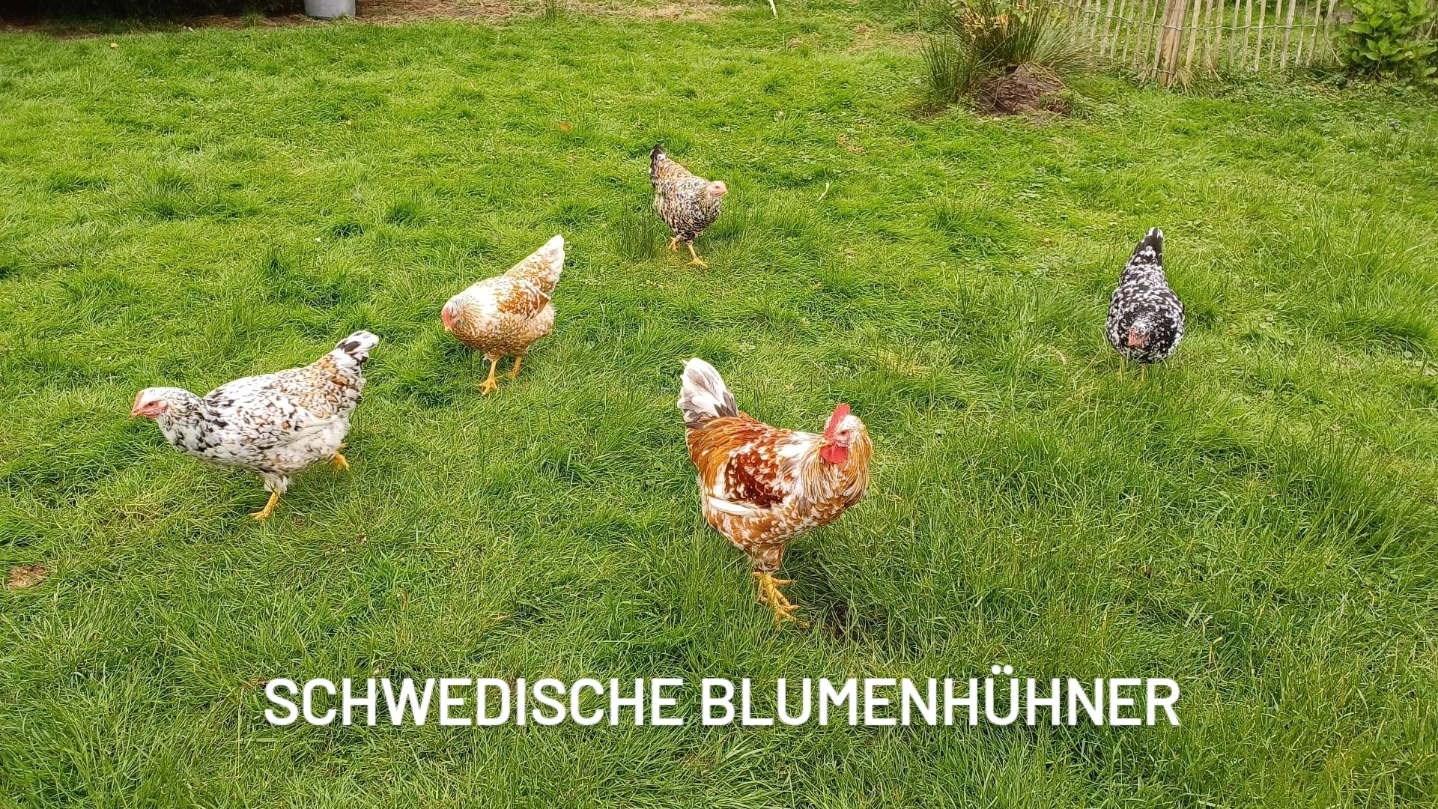 Münkeboer Eier Nest